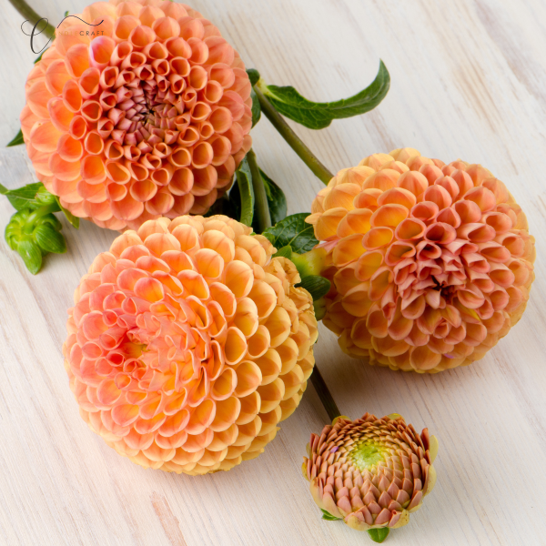 Bernstein Dahlie - Amber Dahlia - Kerzenduftöl - Duftöl
